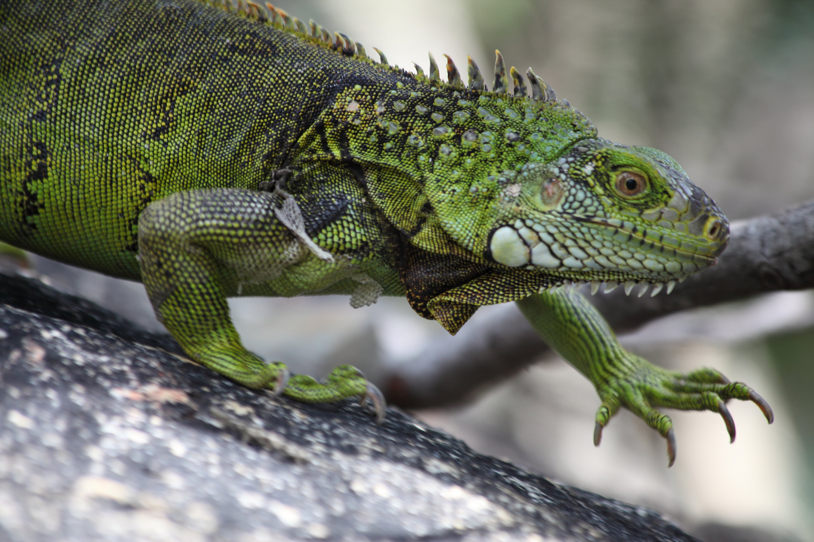 "Drache" auf Aruba