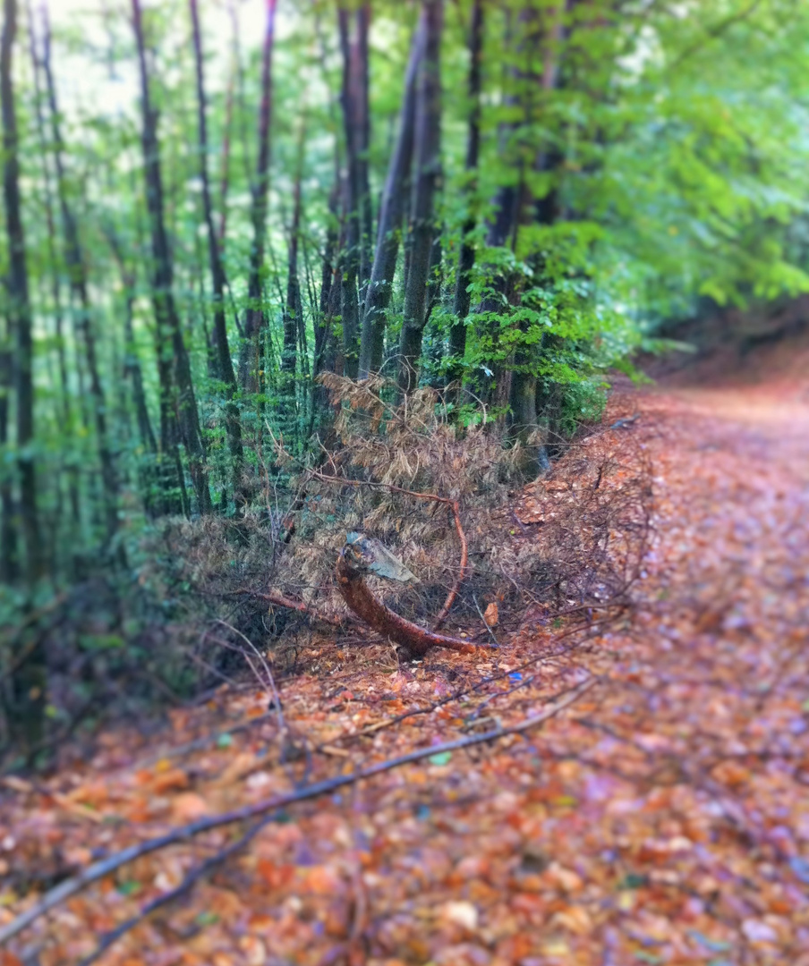 Drache auf dem Waldweg