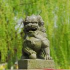 Drache auf einem Friedhof in Pudong, Shanghai