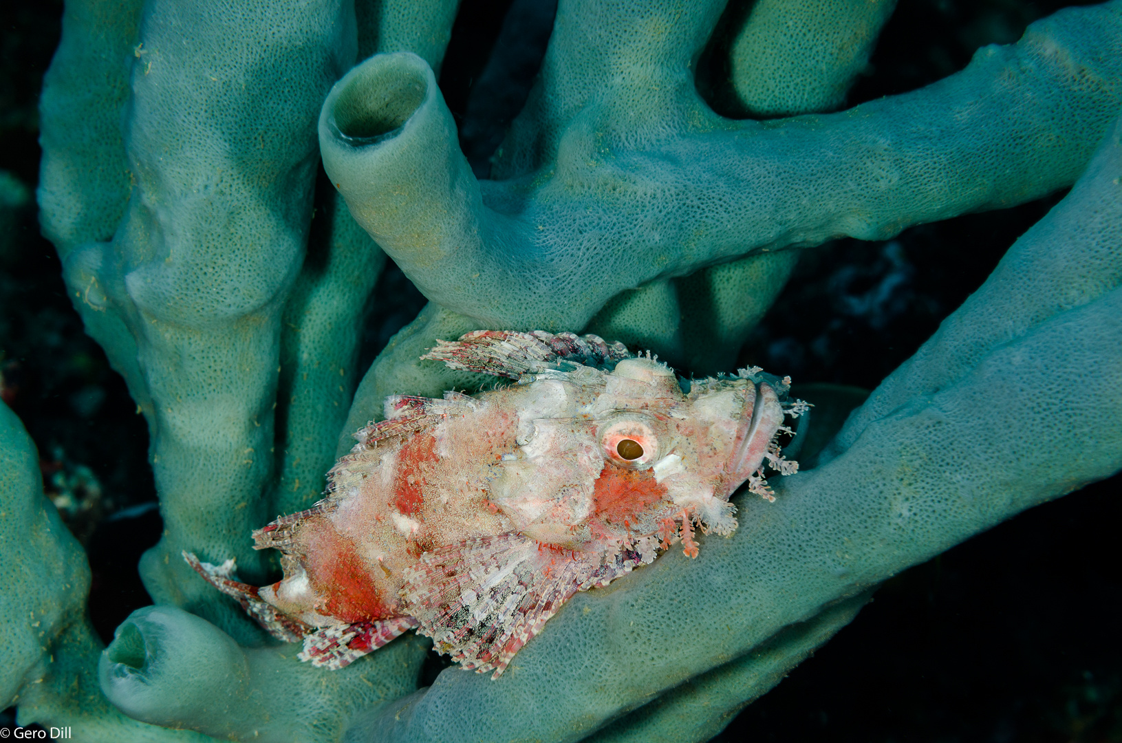 Drache auf grünen Röhren Foto & Bild unterwasser, uwsalzwasser, naturkreativ Bilder auf