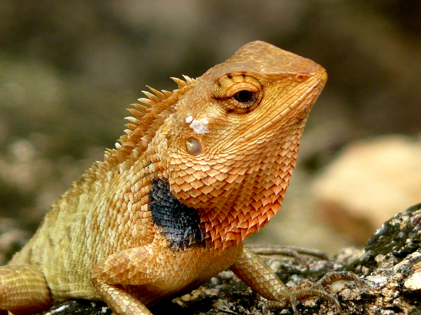 Drache auf Kho Samui