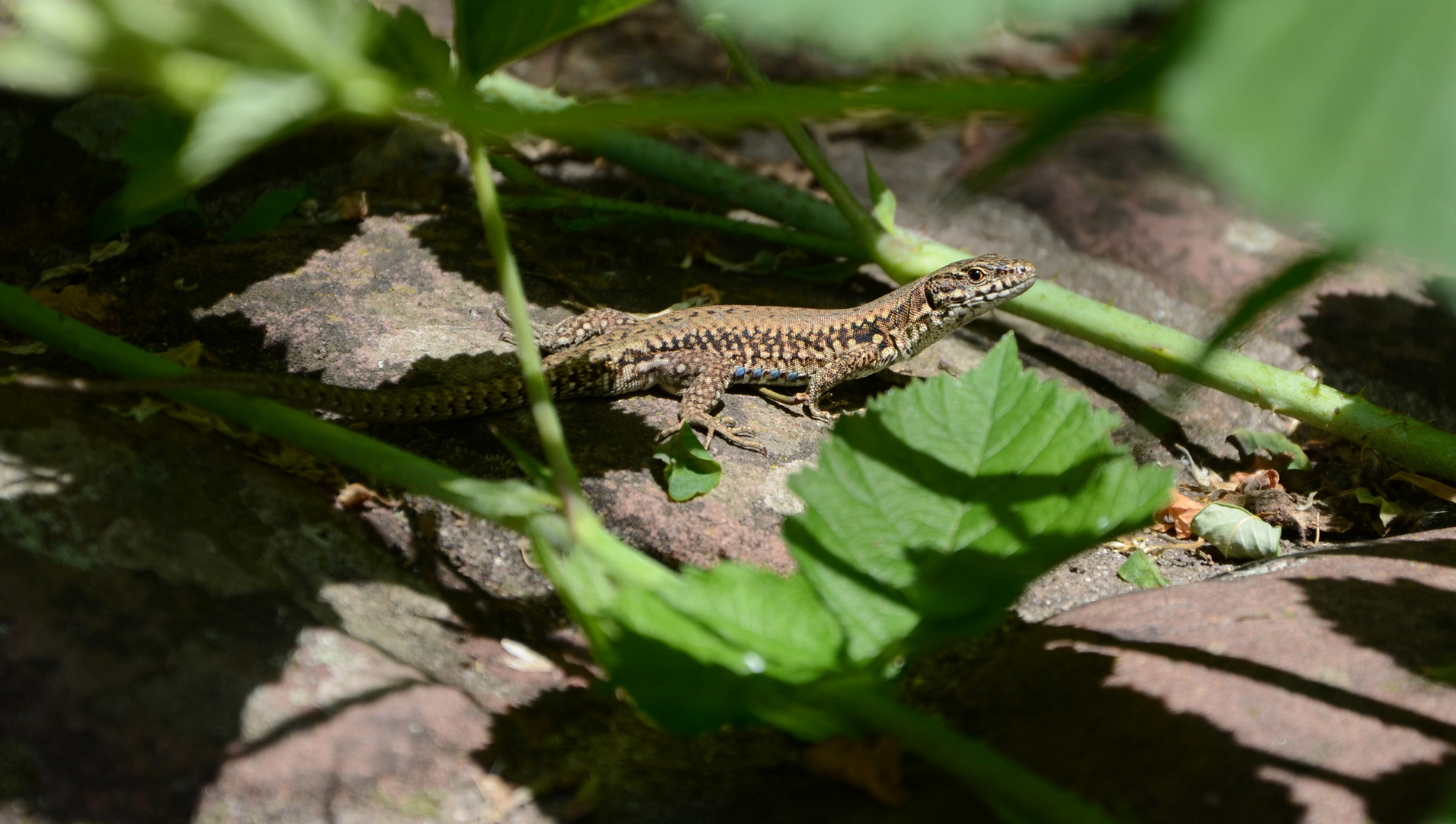 Drache entlaufen