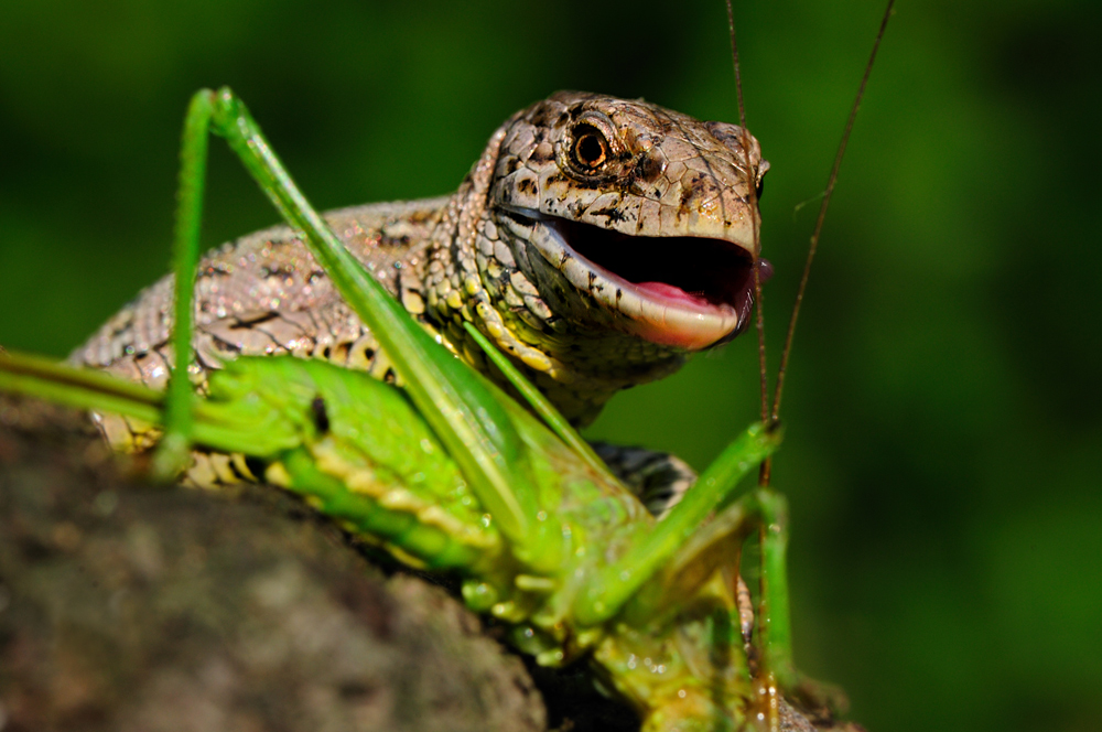 Drache... für der Mahlzeit