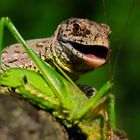 Drache... für der Mahlzeit