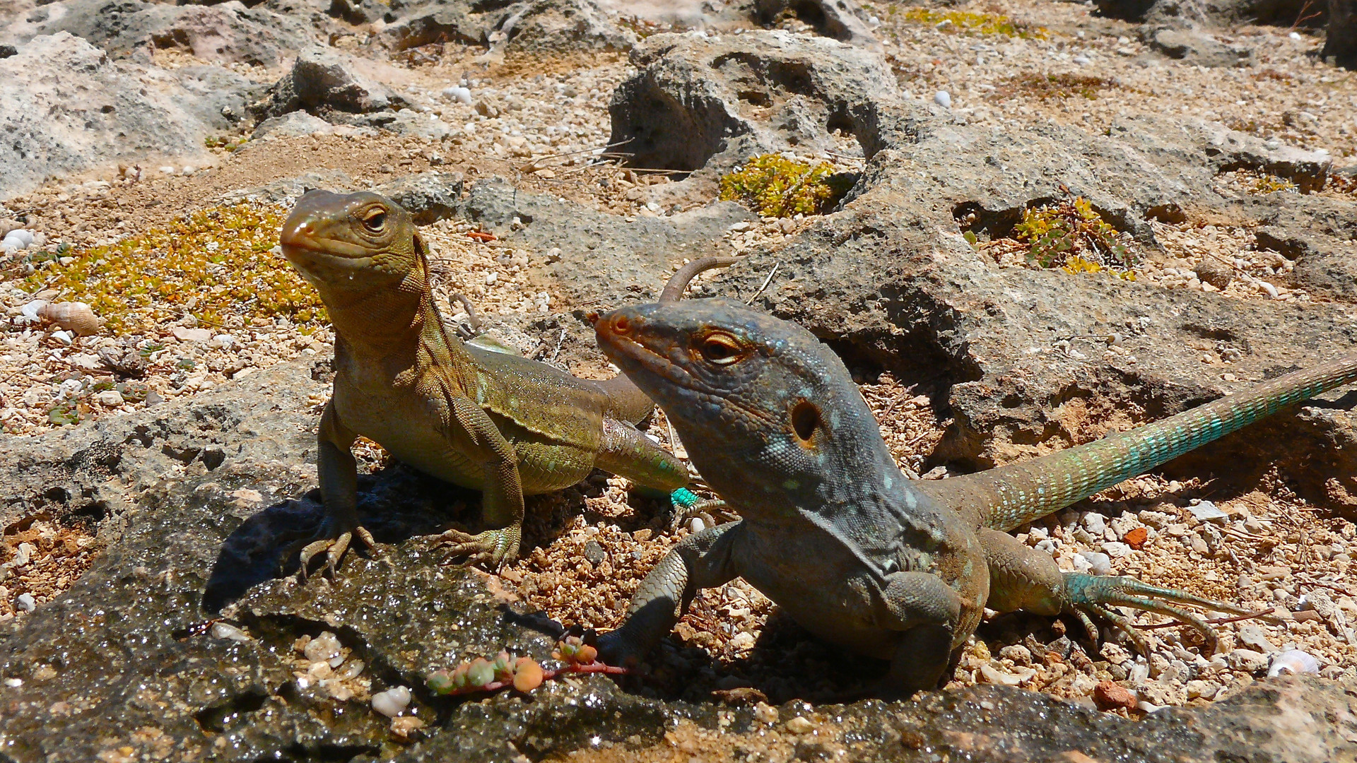 Drachen auf Bonaire