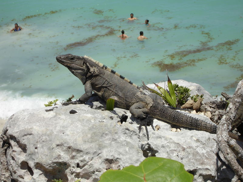 Drachen von Tulum Cancun Mexico