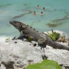 Drachen von Tulum Cancun Mexico