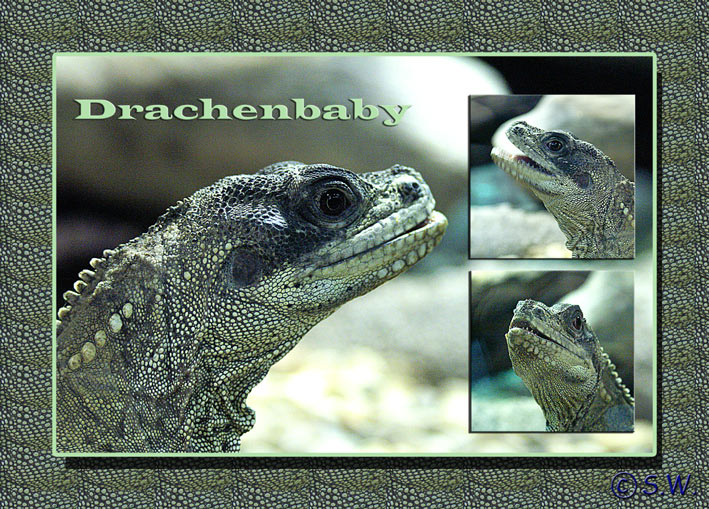 Drachenbaby