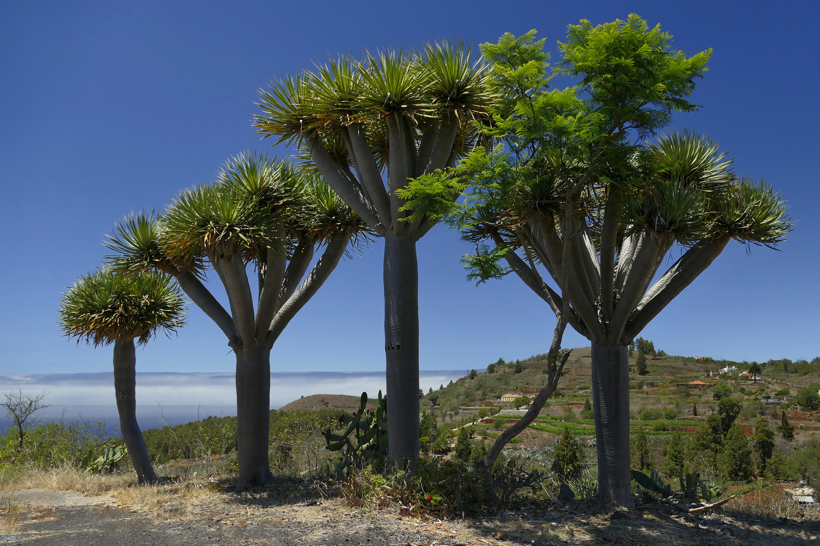 Drachenbäume auf La Palma