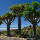 Drachenbäume auf La Palma