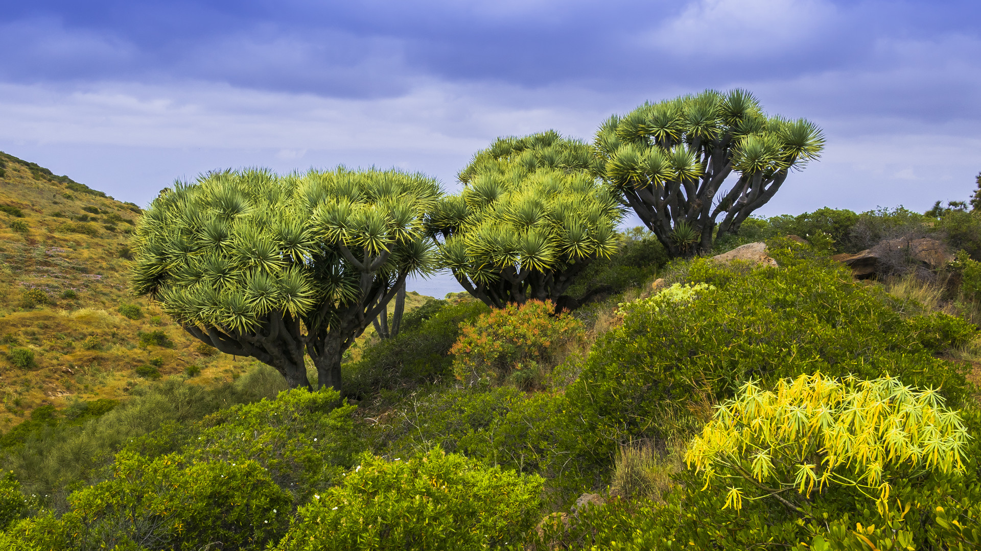 Drachenbäume bei Puntagorda - La Palma