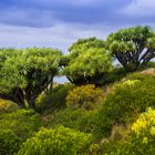 Drachenbäume bei Puntagorda - La Palma