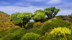 Drachenbäume bei Puntagorda - La Palma