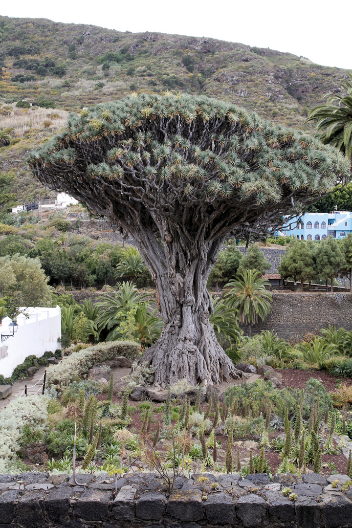 Drachenbaum