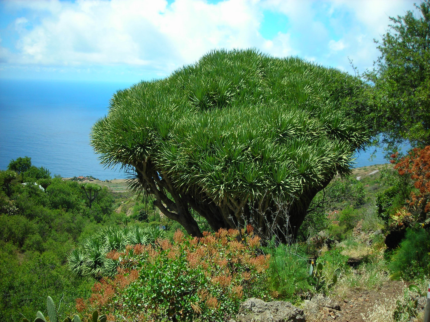 Drachenbaum auf La Palma