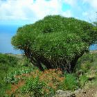 Drachenbaum auf La Palma