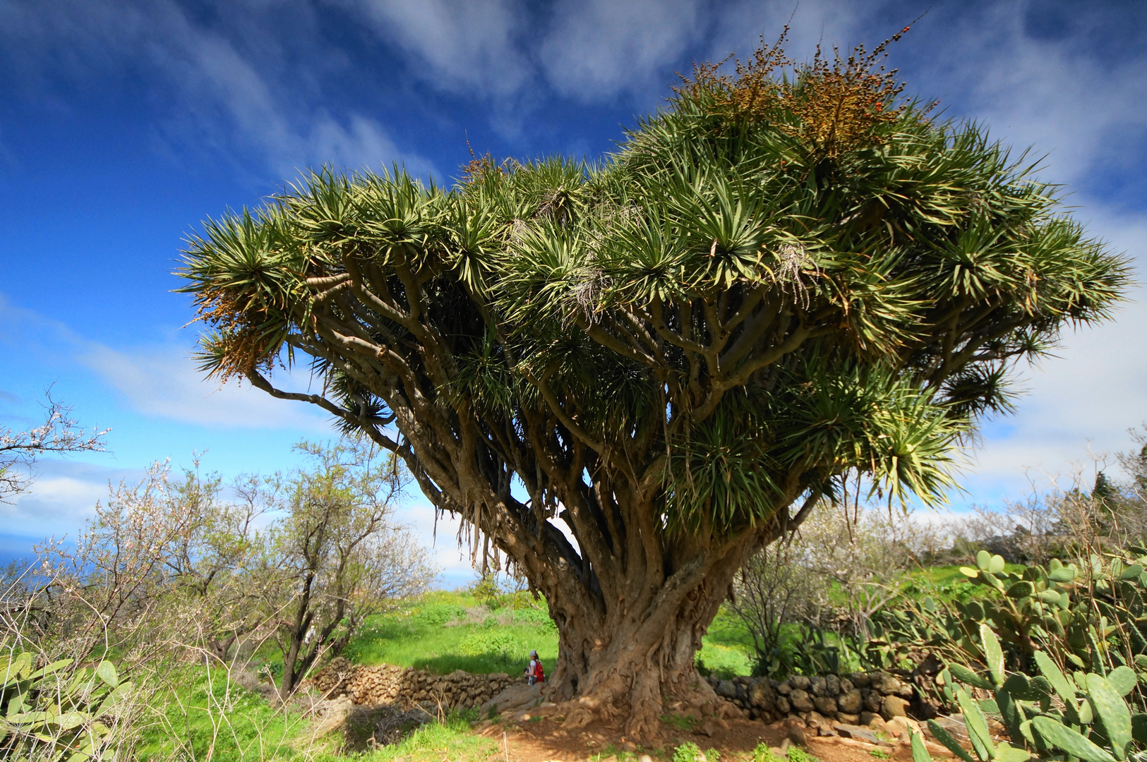 Drachenbaum auf La Palma