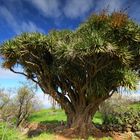 Drachenbaum auf La Palma