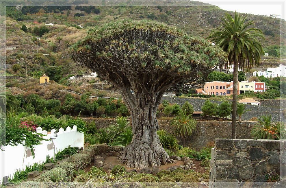 Drachenbaum auf Tenerife