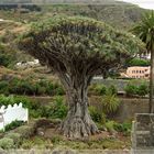 Drachenbaum auf Tenerife