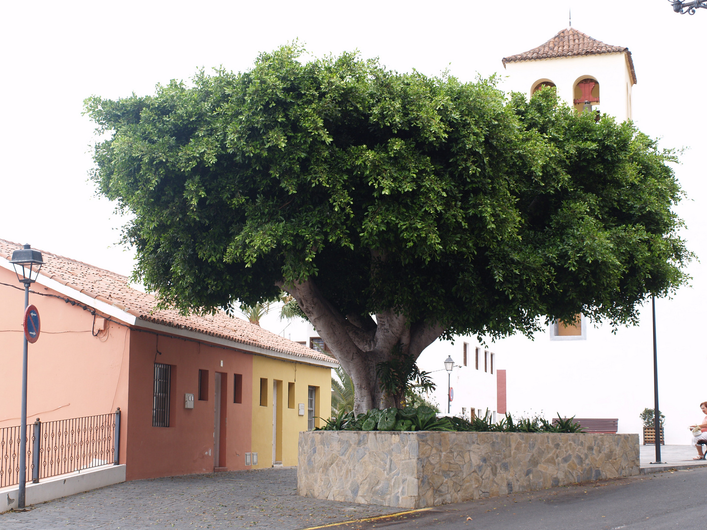 Drachenbaum auf Teneriffa