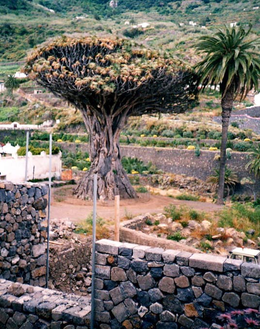 Drachenbaum auf Teneriffa.....