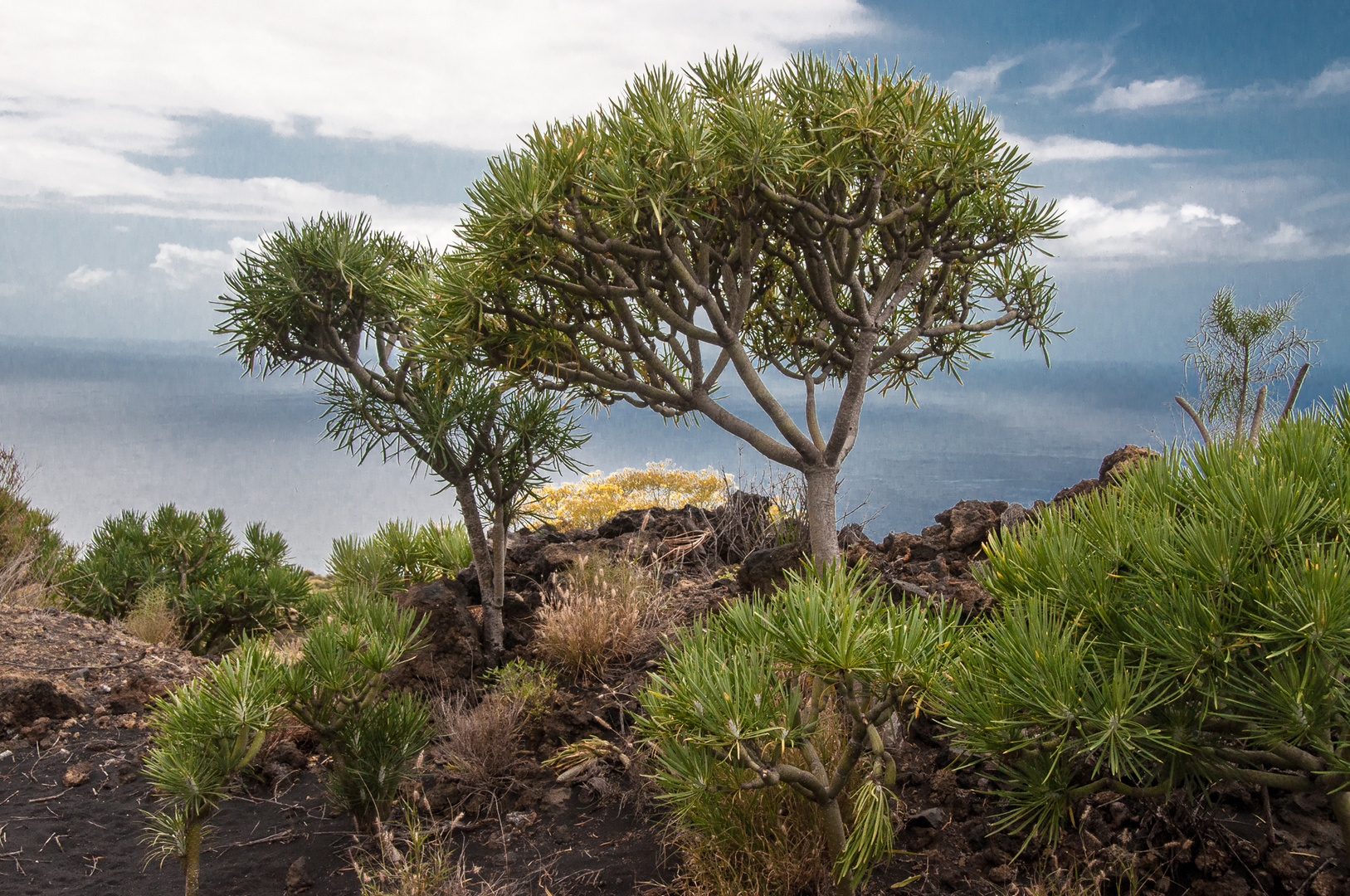 Drachenbaum-Babys (Dracaena draco)