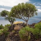 Drachenbaum-Babys (Dracaena draco)