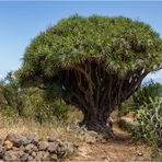 Drachenbaum bei Las Tricias