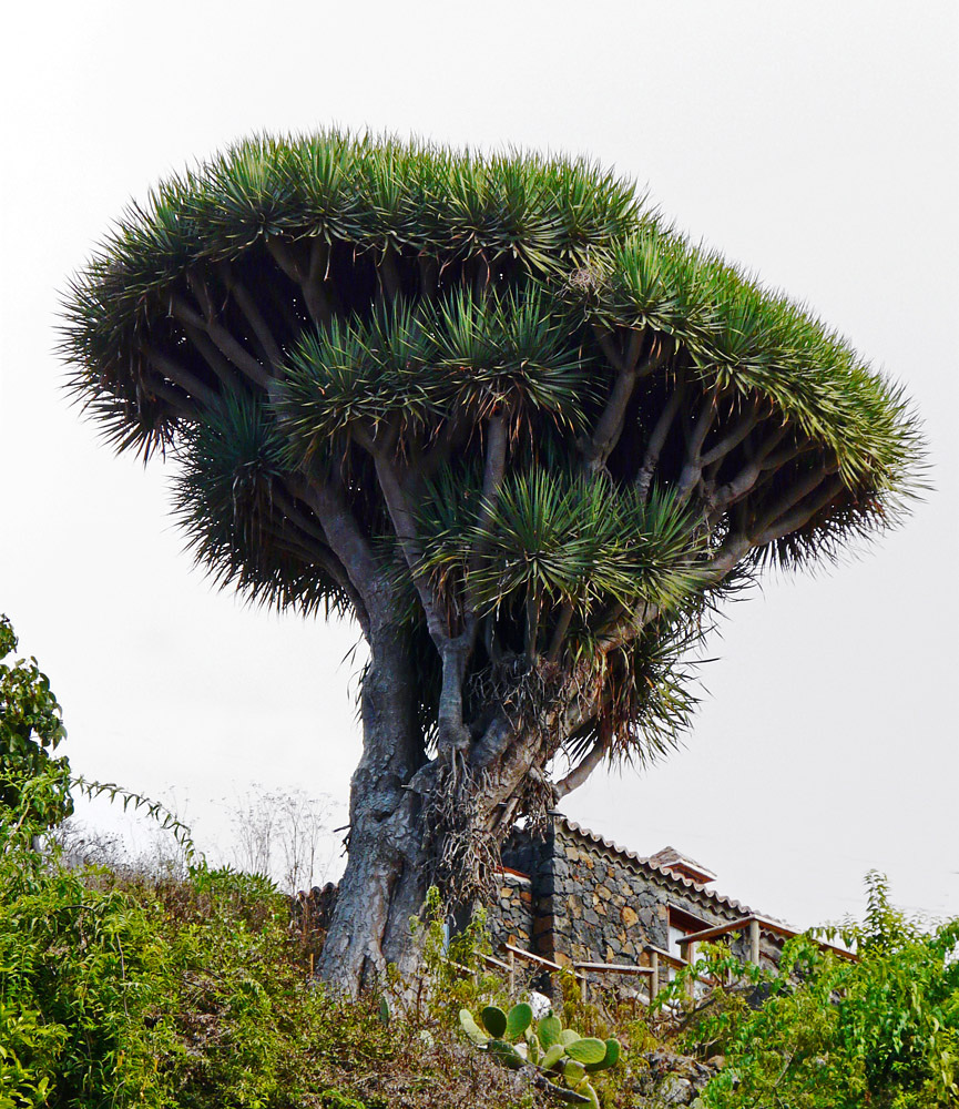 Drachenbaum (Dracaena Draco)