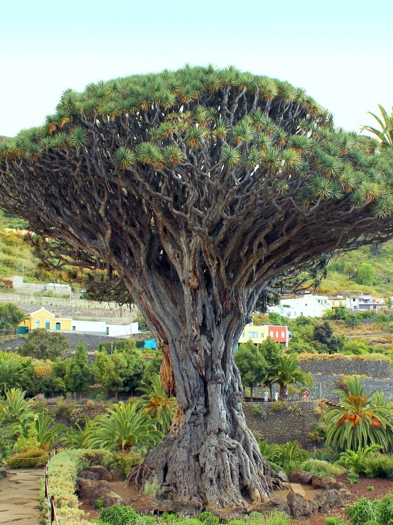 Drachenbaum in Icod de los Vinos 1