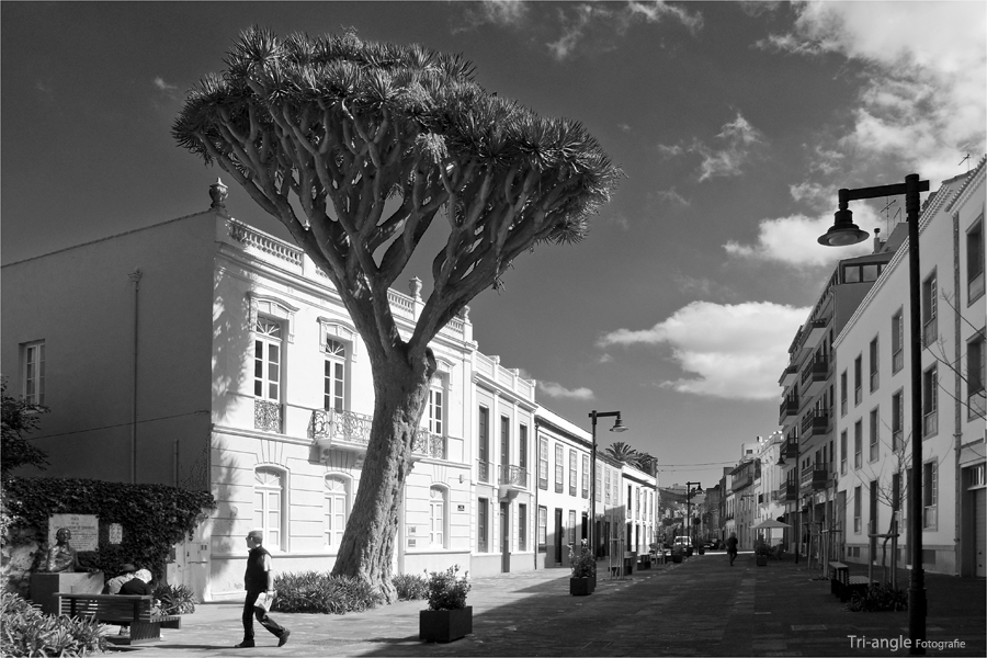 Drachenbaum in La Laguna