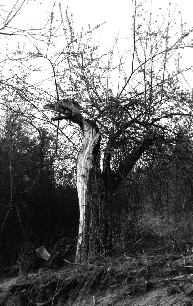 Drachenbaum monochrom