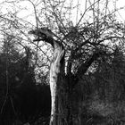 Drachenbaum monochrom