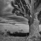 Drachenbaum und Wolken