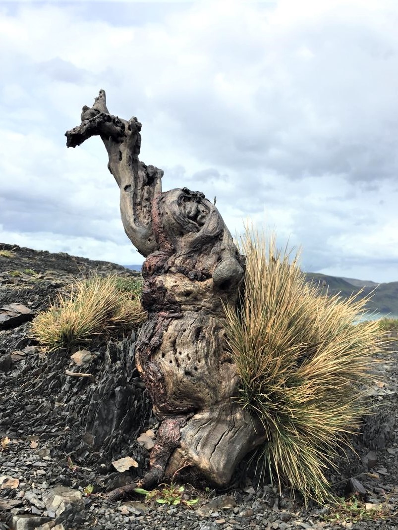 "Drachenbaum" (Wurzel) in Patagonien(Chile) Torres del Paine 01/2018