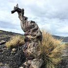 "Drachenbaum" (Wurzel) in Patagonien(Chile) Torres del Paine 01/2018