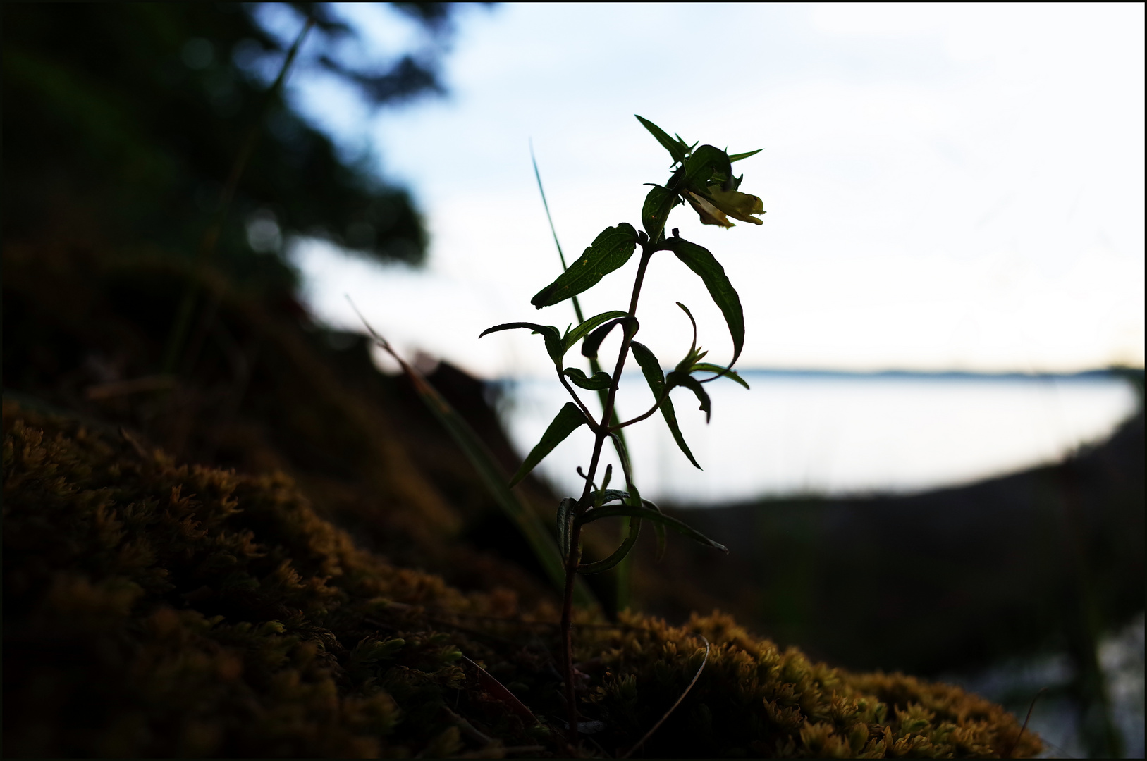 "Drachenblume"? ;-)