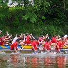 Drachenbootrennen auf der Donau