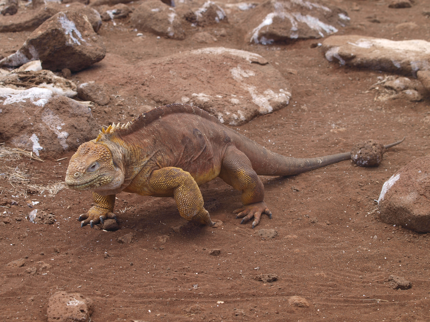 Drachenechse auf Galapagos