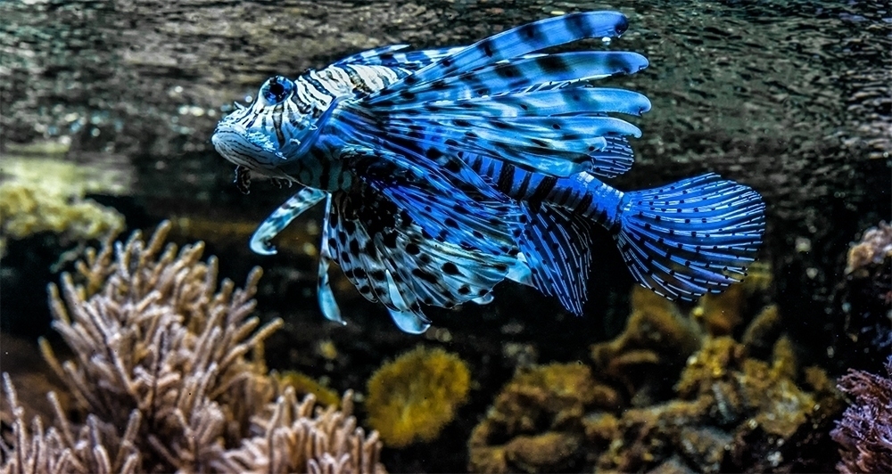 Drachenfisch Foto & Bild tiere, zoo, wildpark & falknerei, zoo
