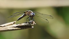 Drachenfliegen