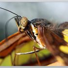 "Drachenflieger" vom Botanischen Garten München