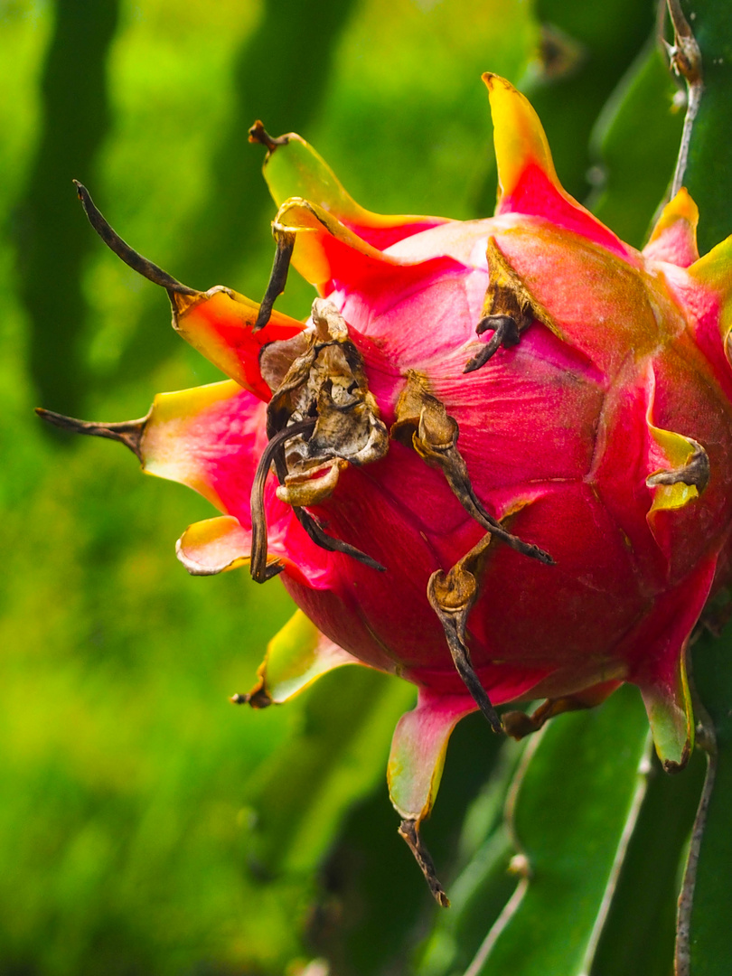 Drachenfrucht