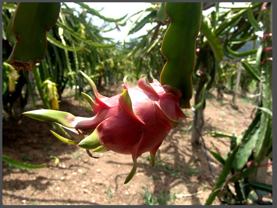 Drachenfrucht ( Dragon Fruit )