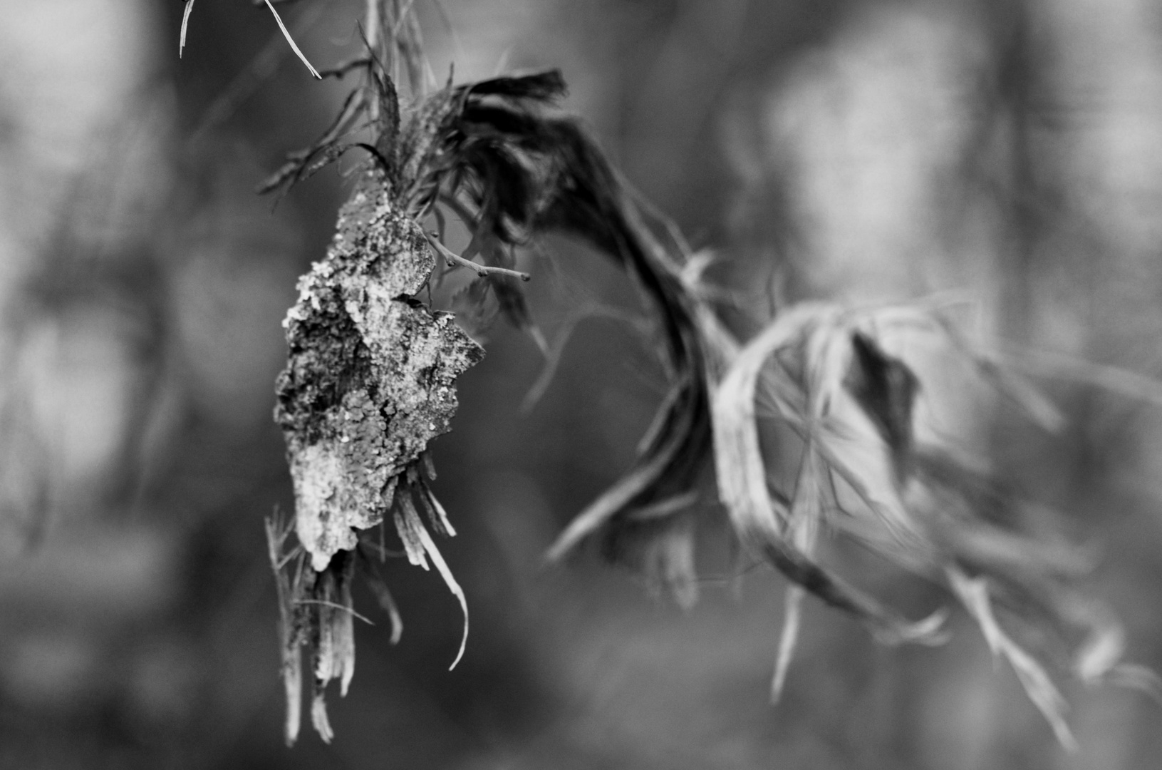 Drachenkind - kam mit dem Wind .......