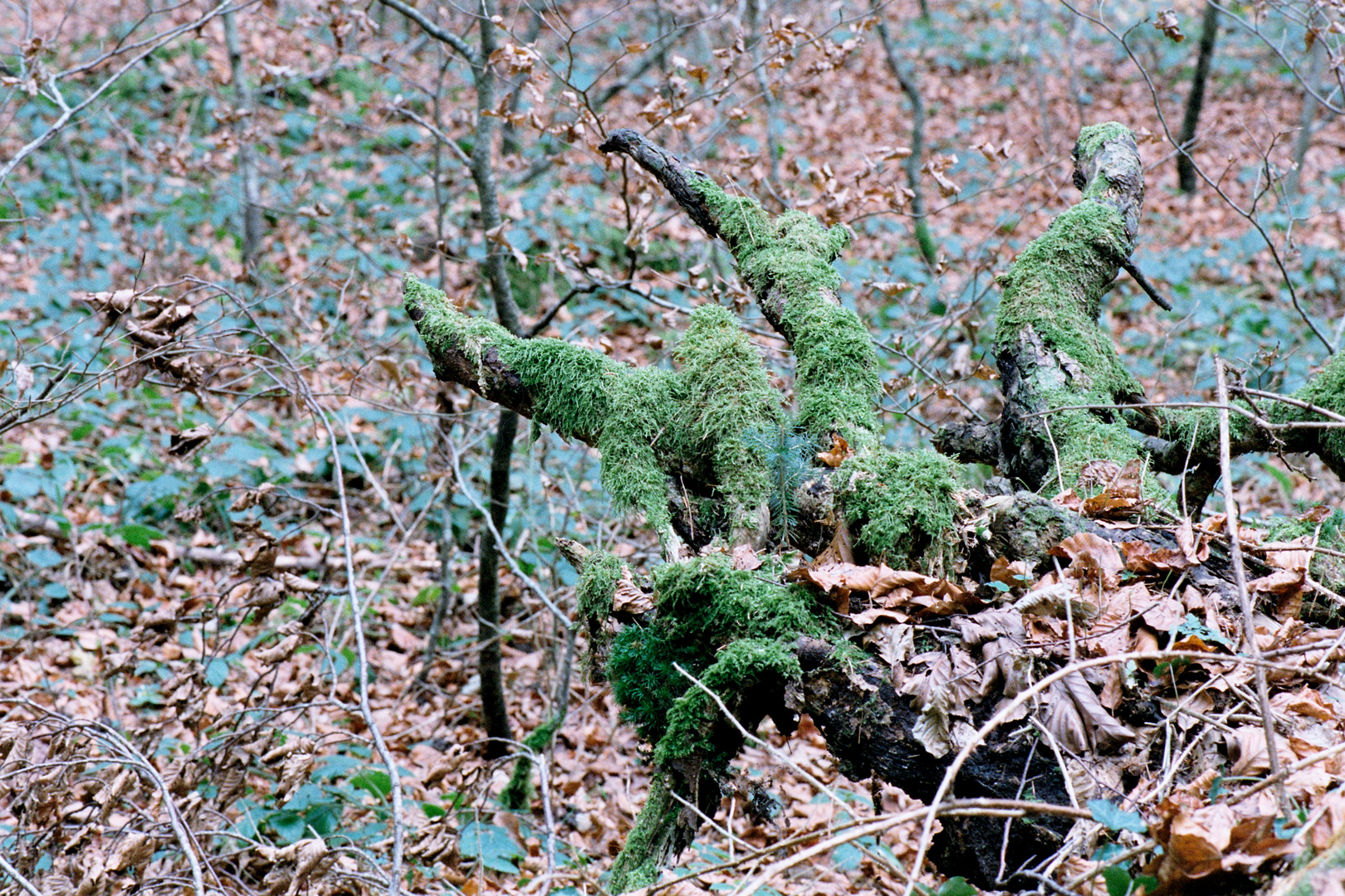 Drachenklaue im Wald