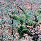 Drachenklaue im Wald