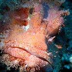 Drachenkopf, Blue Hole, Dahab