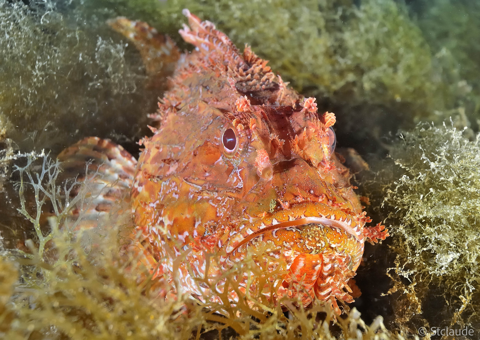 Drachenkopf Foto & Bild natur, mittelmeer, wildlife Bilder auf